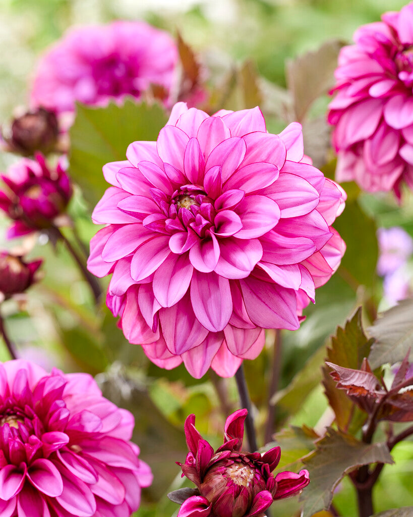 Dahlia Dekorativ Melissa Anne Marijke 1-pakning NYHET